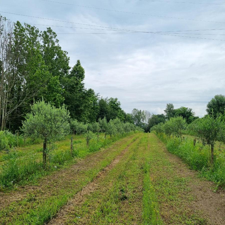 Corte Bottura Agriturismo Кастельнуово-дель-Гарда Экстерьер фото