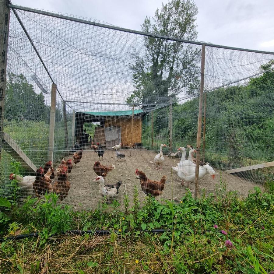 Corte Bottura Agriturismo Кастельнуово-дель-Гарда Экстерьер фото