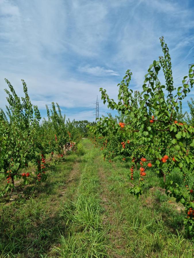 Corte Bottura Agriturismo Кастельнуово-дель-Гарда Экстерьер фото